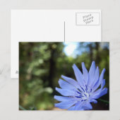 Gemeinsame Chicorée-Postkarte Postkarte (Vorne/Hinten)