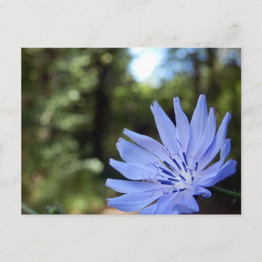 Gemeinsame Chicorée-Postkarte Postkarte (Vorderseite)