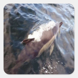 Gemeinsame Dolphin-Oberfläche Quadratischer Aufkleber