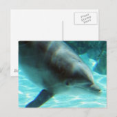 Gemeinsame Dolphin-Postkarte Postkarte (Vorne/Hinten)