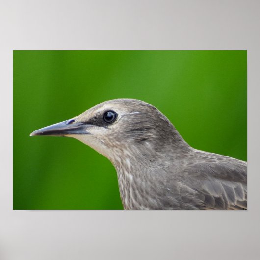 Gemeinsame/Europäische Starling Poster (Vorne)