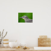 Gemeinsame/Europäische Starling Poster (Küche)