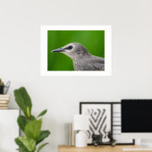 Gemeinsame/Europäische Starling Poster (Heimbüro)