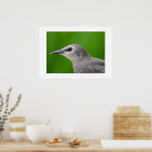 Gemeinsame/Europäische Starling Poster (Küche)