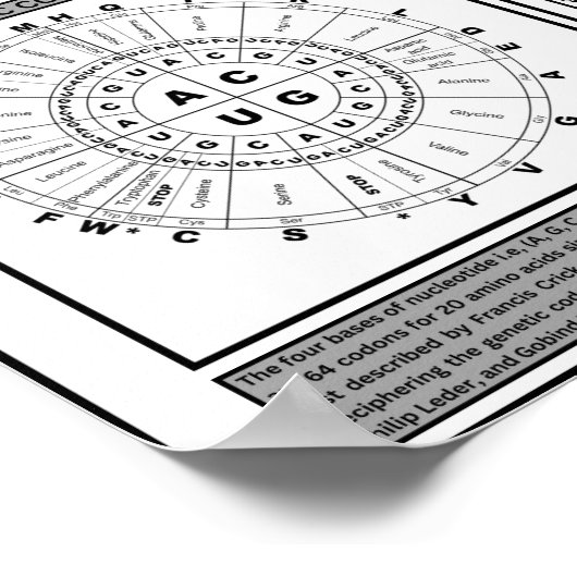 Gemeinsame Haltung zum genetischen Code Poster (Ecke)