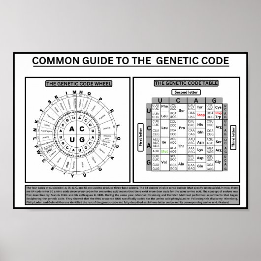 Gemeinsame Haltung zum genetischen Code Poster (Vorne)
