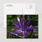 Gemeinsame Kamas 01 Postkarte (Vorne/Hinten)