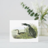 Gemeinsame Lounge von Audubon Postkarte (Stehend Vorderseite)
