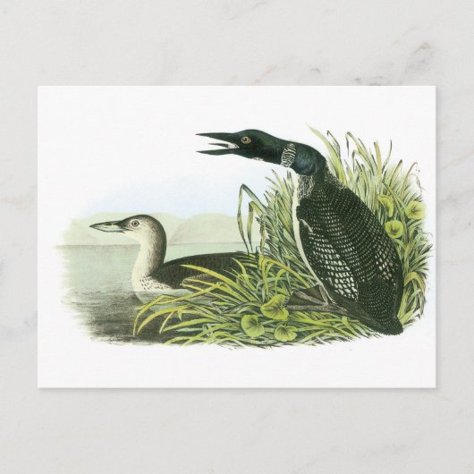 Gemeinsame Lounge von Audubon Postkarte (Vorderseite)