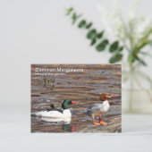 Gemeinsame Merganser-Postkarte Postkarte (Stehend Vorderseite)