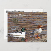 Gemeinsame Merganser-Postkarte Postkarte (Vorne/Hinten)