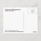 Gemeinsame Merganser-Postkarte Postkarte (Rückseite)