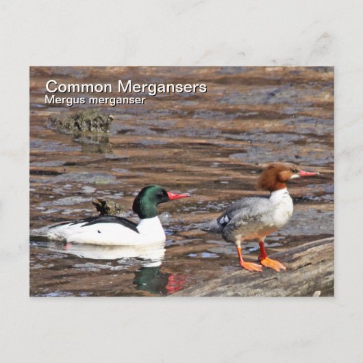 Gemeinsame Merganser-Postkarte Postkarte (Vorderseite)