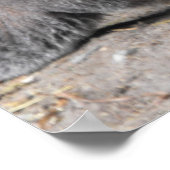 Gemeinsame Nutzung von Wallabies Poster (Ecke)