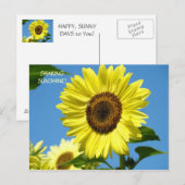 GEMEINSAME SONNENSCHIRME Sonnenblumenpostkarten So Postkarte (Vorne/Hinten)