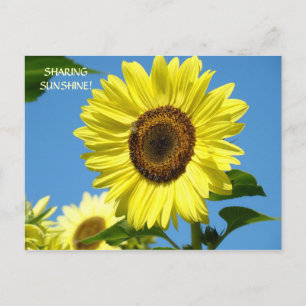 GEMEINSAME SONNENSCHIRME Sonnenblumenpostkarten So Postkarte