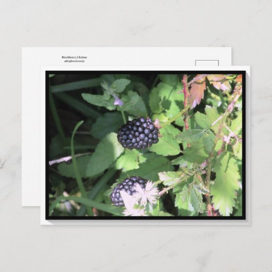 Gemeinsame Wilde BlackBerry Postkarte Postkreuz (Vorne/Hinten)