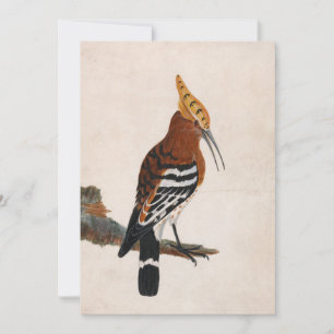 Gemeinsames Hoopoe   William Lewin