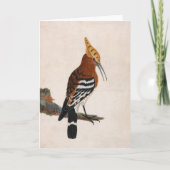 Gemeinsames Hoopoe | William Lewin Karte (Vorderseite)