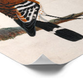 Gemeinsames Hoopoe | William Lewin Poster (Ecke)