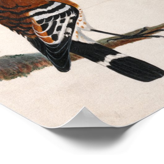 Gemeinsames Hoopoe | William Lewin Poster (Ecke)