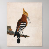 Gemeinsames Hoopoe | William Lewin Poster (Vorne)