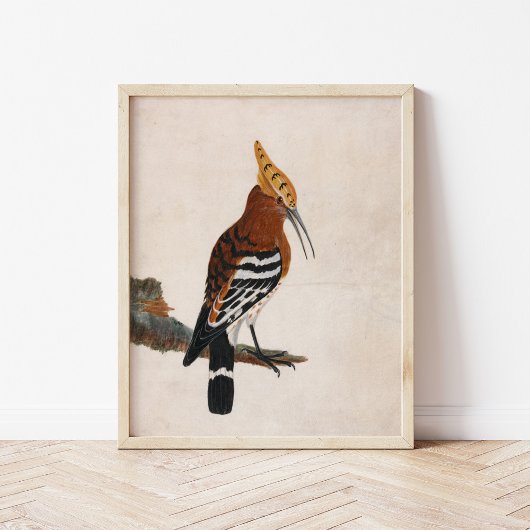 Gemeinsames Hoopoe | William Lewin Poster