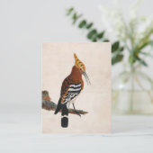 Gemeinsames Hoopoe | William Lewin Postkarte (Stehend Vorderseite)