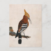 Gemeinsames Hoopoe | William Lewin Postkarte (Vorderseite)