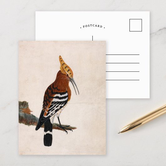 Gemeinsames Hoopoe | William Lewin Postkarte