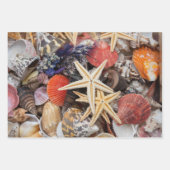 Gemischte farbige Muscheln und Seehecht Geschenkpapier Set (Vorderseite 3)