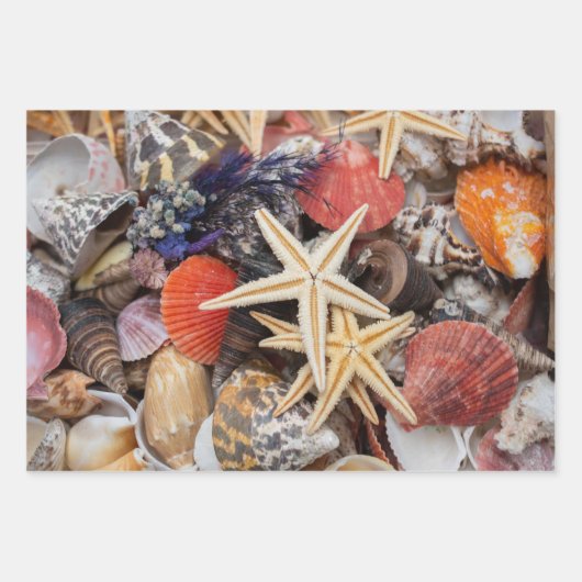 Gemischte farbige Muscheln und Seehecht Geschenkpapier Set (Vorderseite)