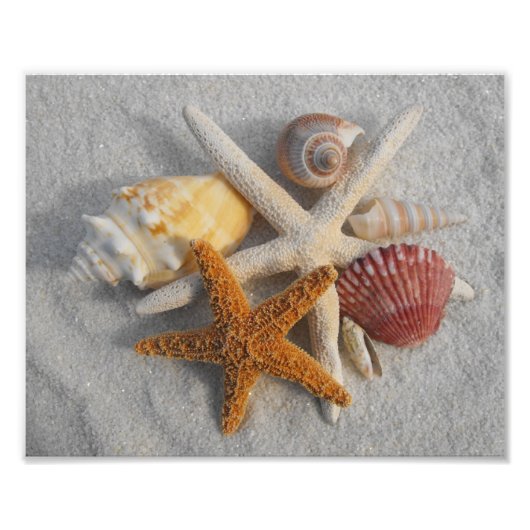 Gemischte Muscheln und Starfish am weißen Sandstra Fotodruck (Vorne)