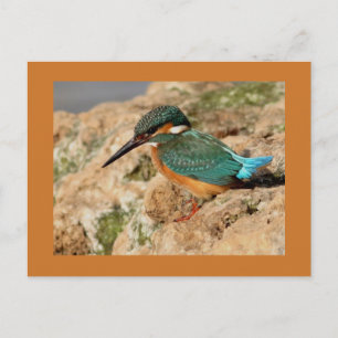 Gemischteich Postkarte