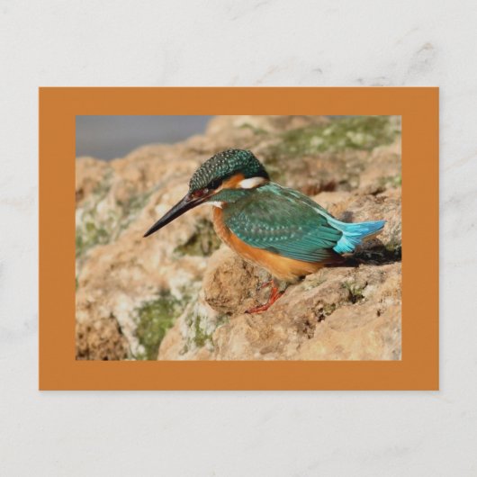 Gemischteich Postkarte (Vorderseite)