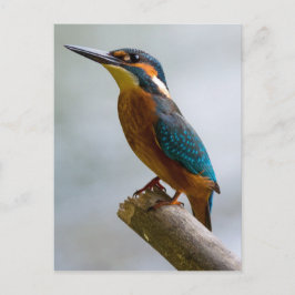 Gemischteich Postkarte