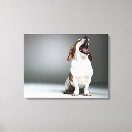 Gemischter Hund gähnend Leinwanddruck (Vorderseite)