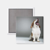 Gemischter Hund gähnend Magnet (Vorderseite/Rückseite)