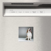 Gemischter Hund gähnend Magnet (In Situ (Geschirrspüler))