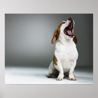 Gemischter Hund gähnend Poster