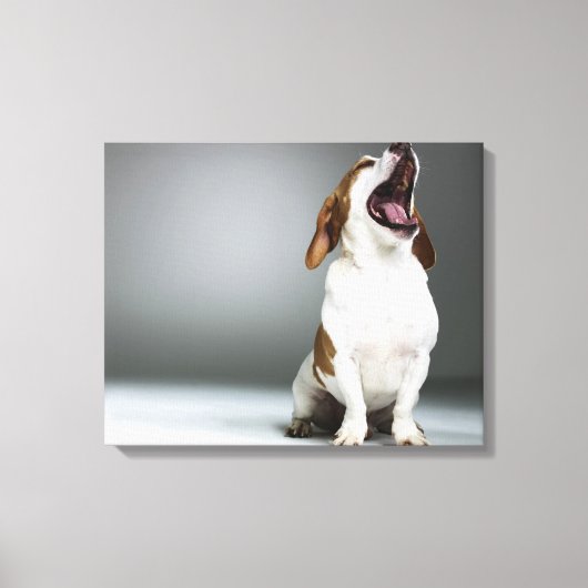 Gemischter Hundegähnchen, nah-up Leinwanddruck (Vorderseite)