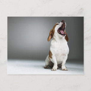 Gemischter Hundegähnchen, nah-up Postkarte
