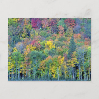 Gemischter Laubwald, Gatineau Park, Quebec, Cana Postkarte