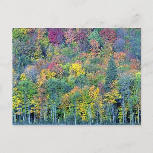 Gemischter Laubwald, Gatineau Park, Quebec, Cana Postkarte (Vorderseite)