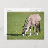 Gemsbok-Weide Postkarte (Vorne/Hinten)