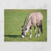 Gemsbok-Weide Postkarte (Vorderseite)