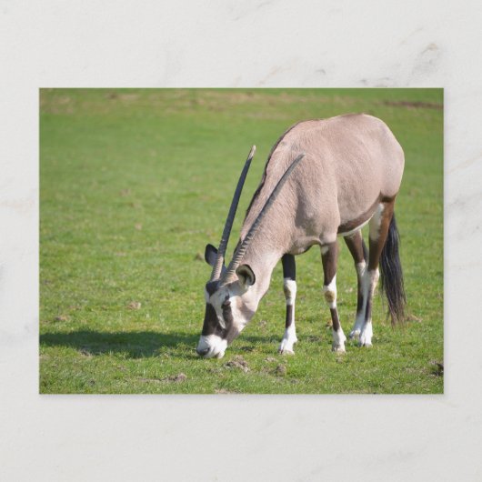 Gemsbok-Weide Postkarte (Vorderseite)