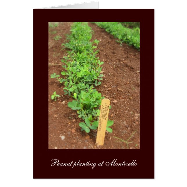 Gemüsegärten von Monticello (Vorne)