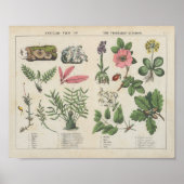 Gemüsehandel | Charlotte Mary Yonge Poster (Vorne)