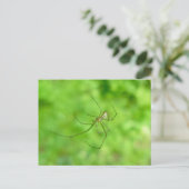 Gemusterte Orb Weaver Spider Männliche Postkarte (Stehend Vorderseite)